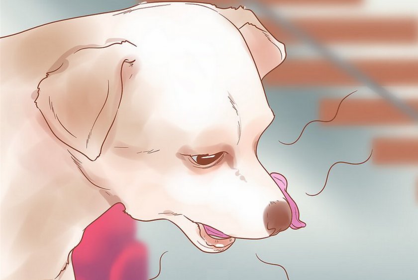 Почему собака задыхается