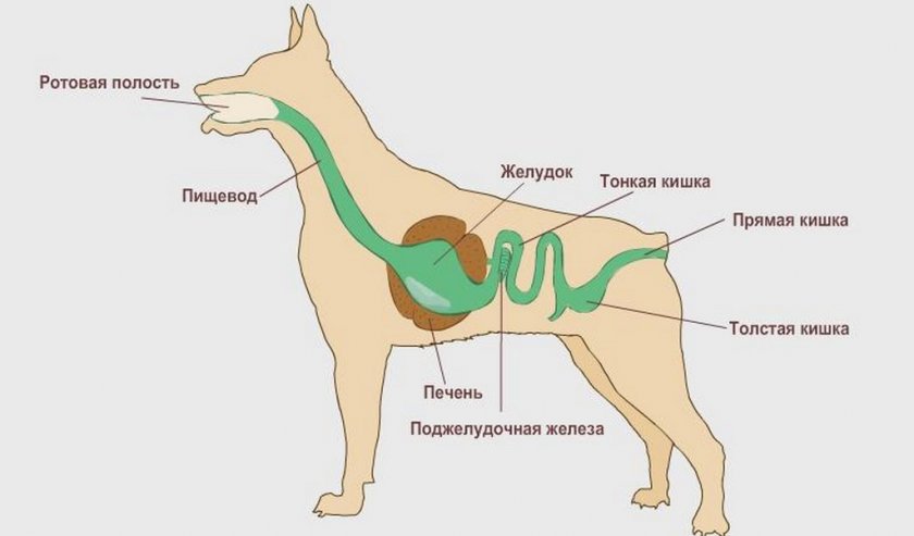 Пищеварительная система собаки Пищеварительная система собаки