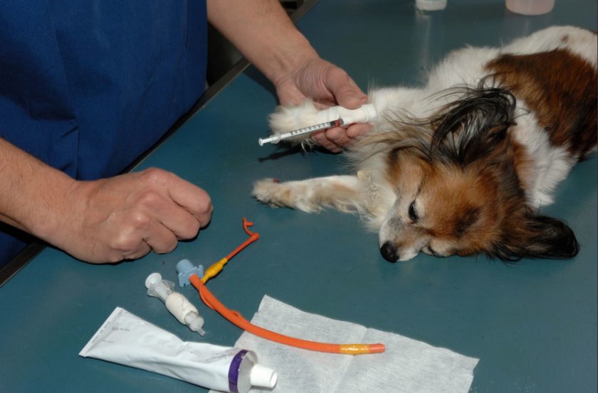 Забор крови у собаки Забор крови у собаки