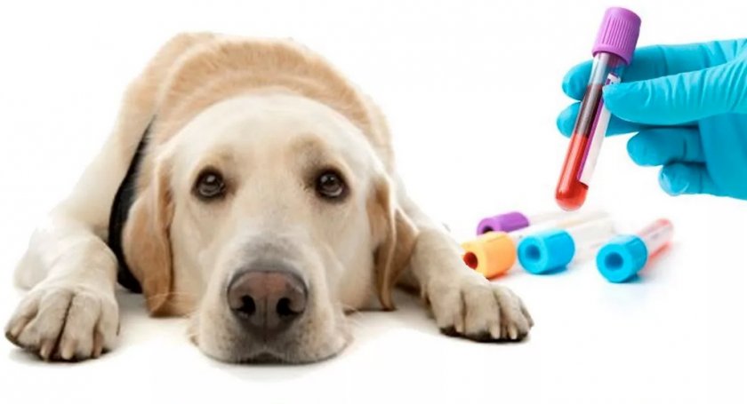 Анализ крови у собаки Анализ крови у собаки