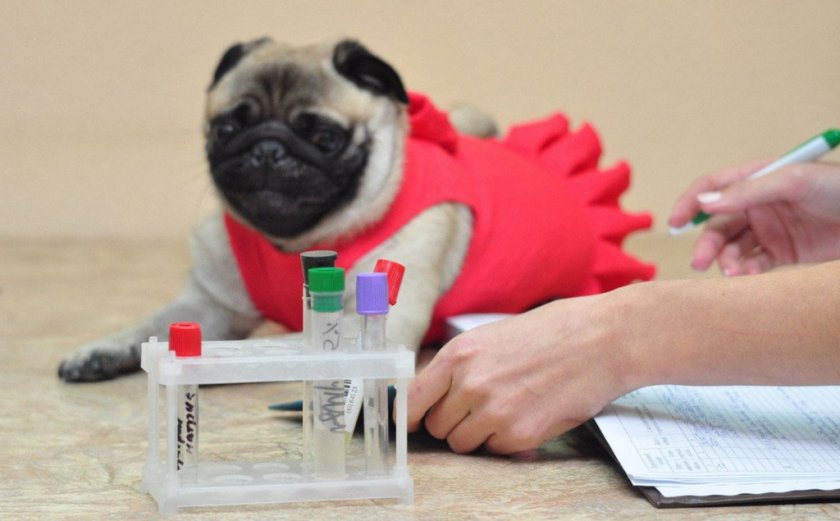 Анализ крови у собаки Анализ крови у собаки