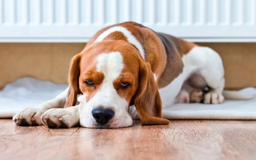 Больная собака Больная собака