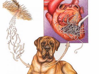 Что такоей собачий дирофиляриоз и как его вылечить