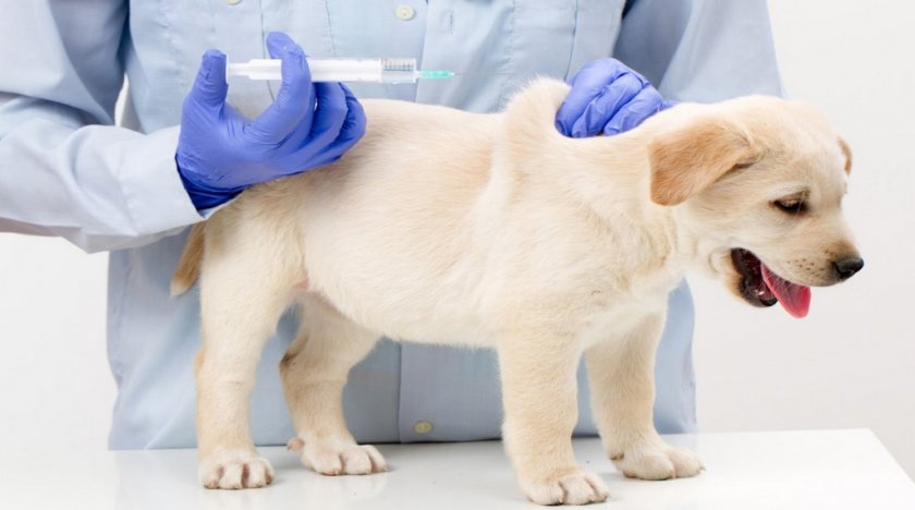Вакцинация собаки от чумки