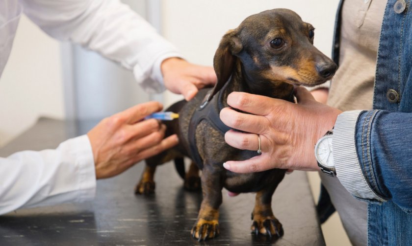 Вакцинация собаки Вакцинация собаки