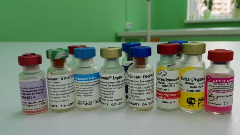 Вакцины для собак Вакцины для собак