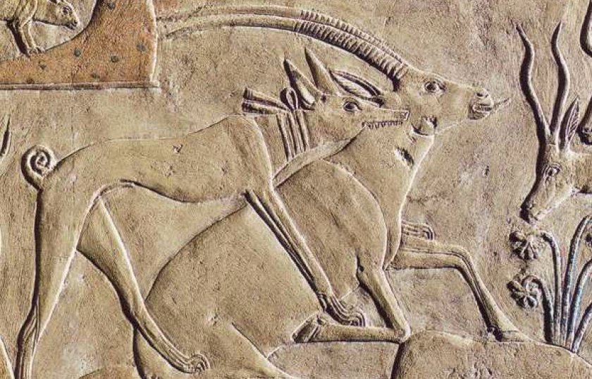 Изображение собаки