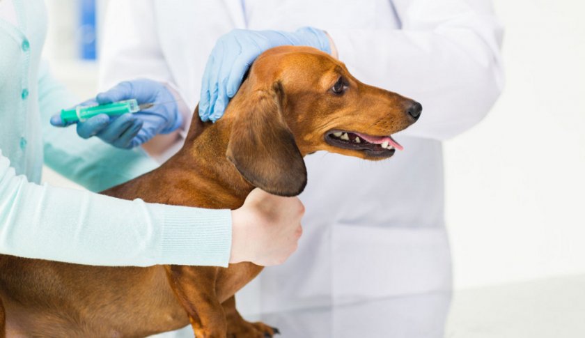 Ревакцинация собаки