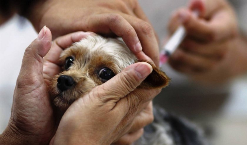 Вакцинация собаки Вакцинация собаки