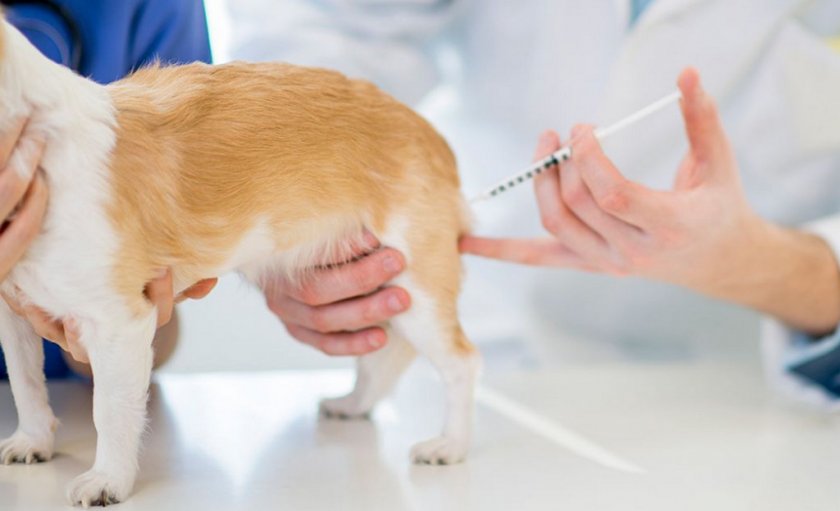 Вакцинация собаки в бедро Вакцинация собаки в бедро