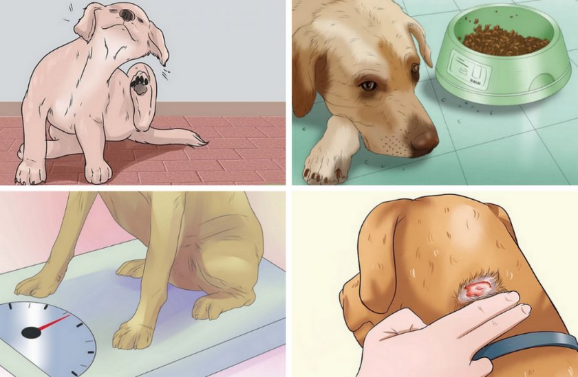 Симптомы болезни у собак Симптомы болезни у собак