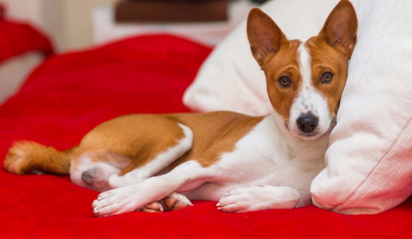 Басенджи в квартире