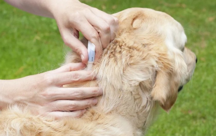 Обработка собаки от клещей Обработка собаки от клещей