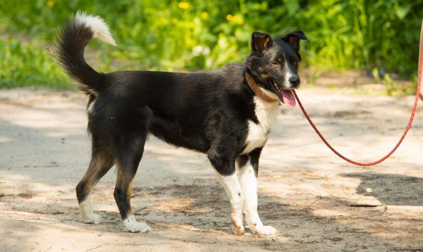 Симптомы дисплазии