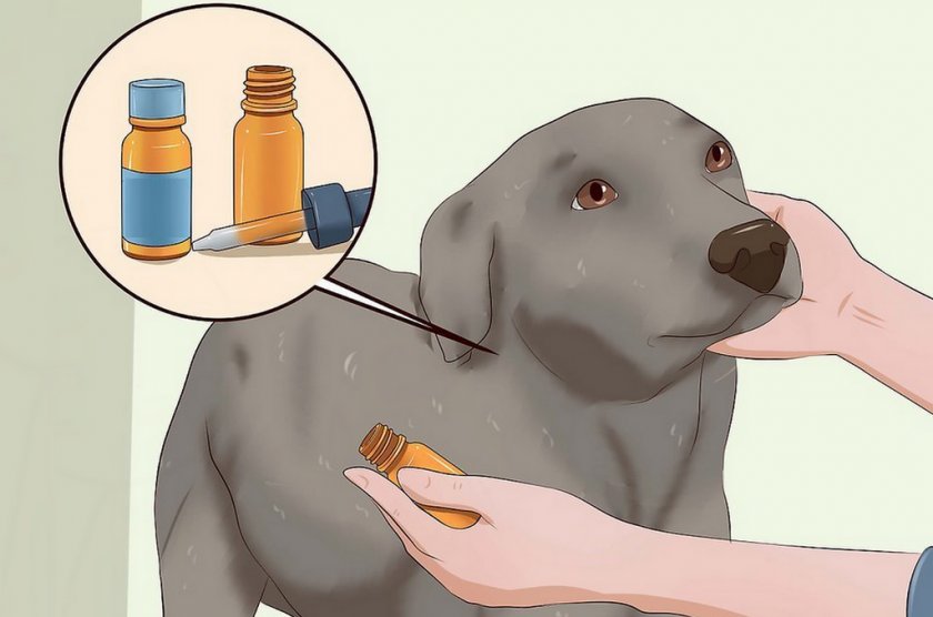 Применение масла от клещей Применение масла от клещей