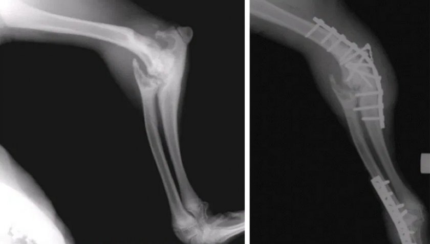 Артродез локтевого сустава у собаки