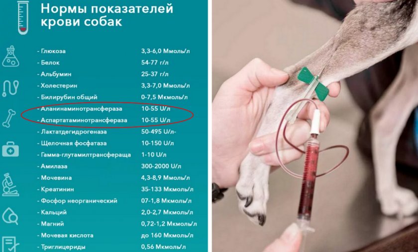 Анализ крови у собаки