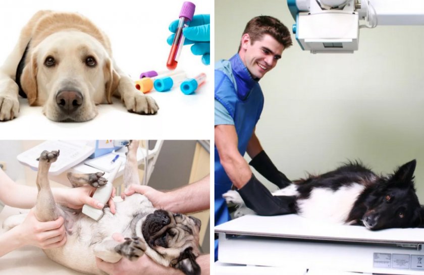 Диагностика собаки