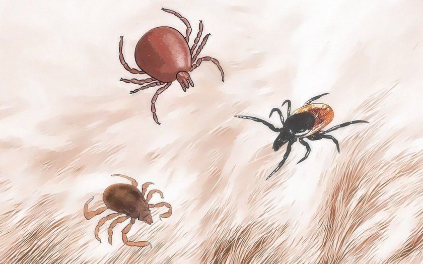 Энцефалитные клещи на поверхности собаки