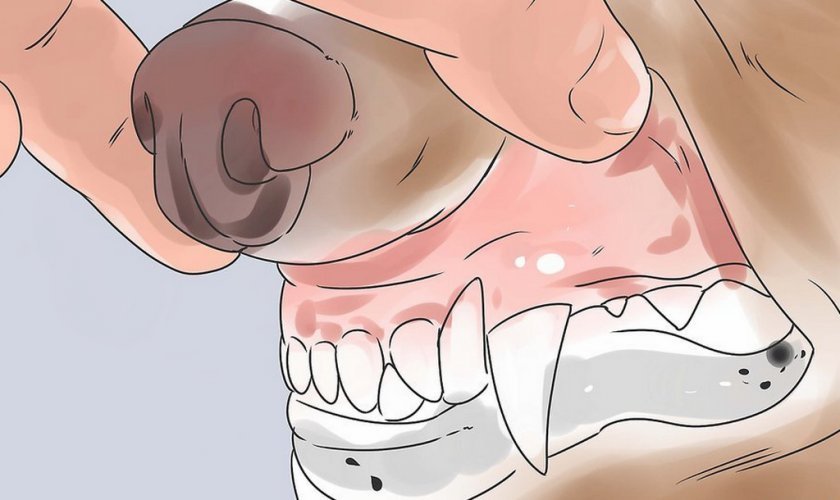 Анемия у собаки Анемия у собаки