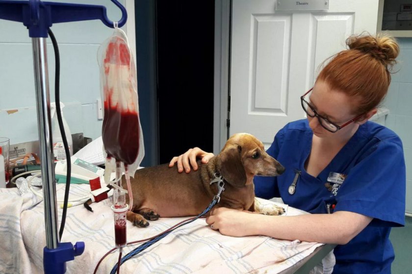 Переливание крови животному Переливание крови животному