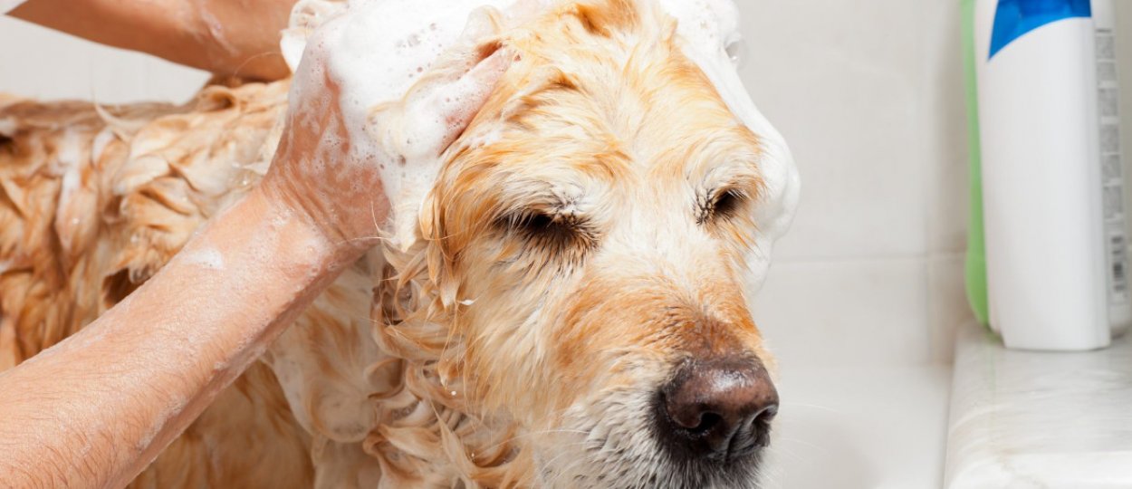 Можно мыть собаку человеческим шампунем. Шампунь для собак от запаха псины. Сабка с шампунем на голове. Топ лучших шампуней для собак от запаха псины.