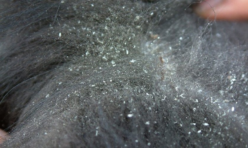 Себорея у собаки