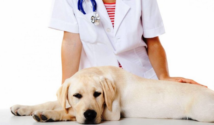 Диагностика заболевания у собаки