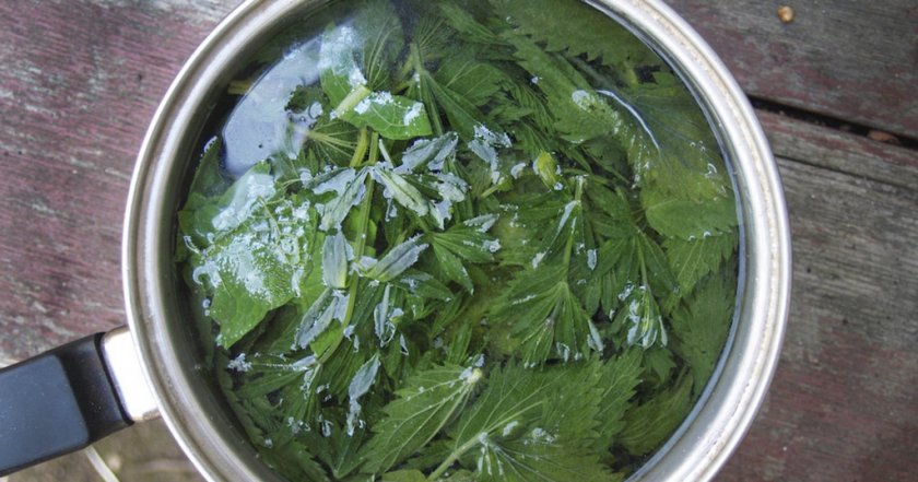 Отвар крапивы при себорее у собак