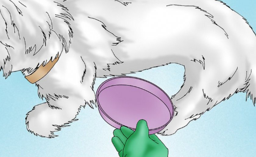 Сбор мочи у суки