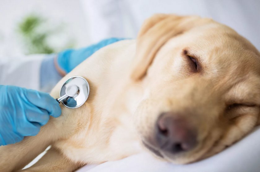 Энтероколит у собаки Энтероколит у собаки