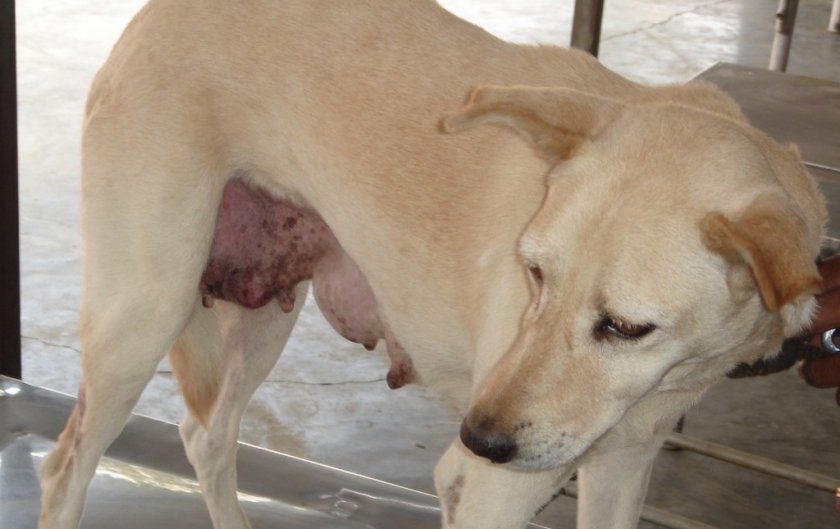 Доброкачественная опухоль молочной железы