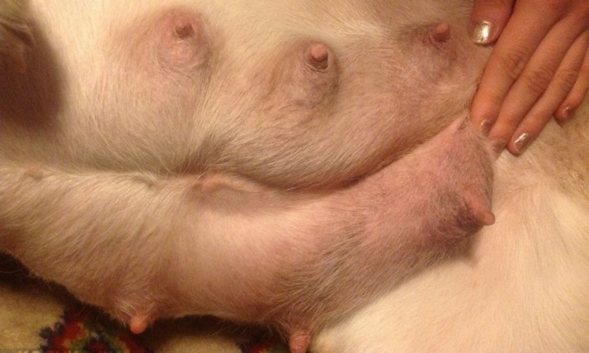 Опухоль молочной железы у собаки