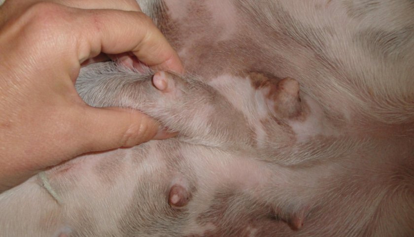 Симптомы болезни у собаки