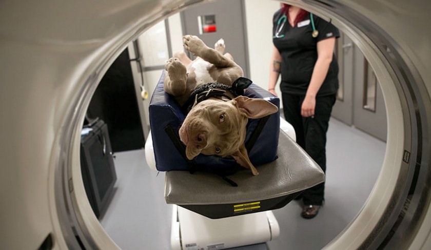 МРТ собаке