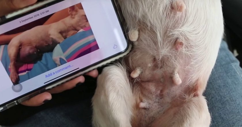 Выздоровление собаки