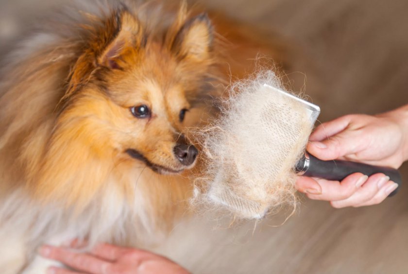 Линька у собаки