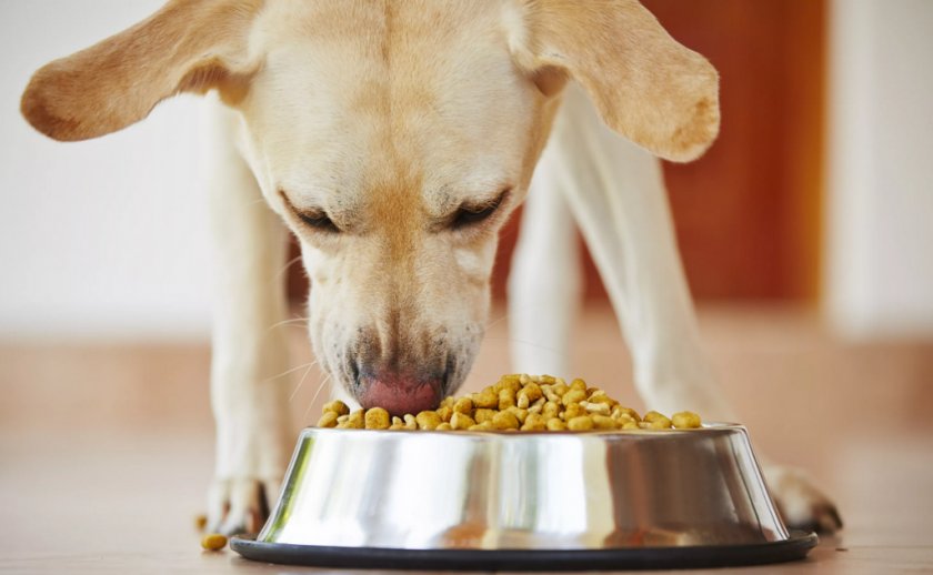 Собака ест корм