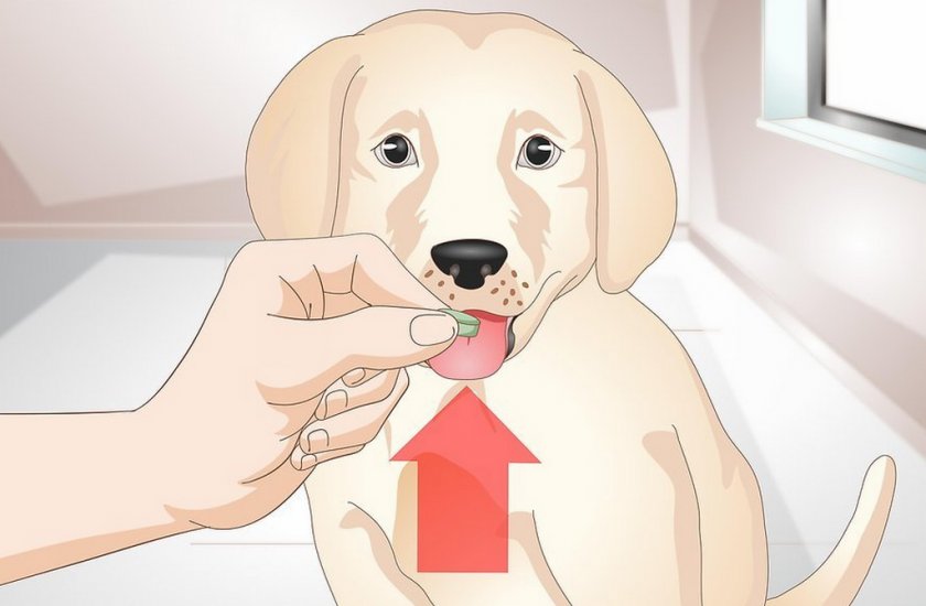 Лечение собаки