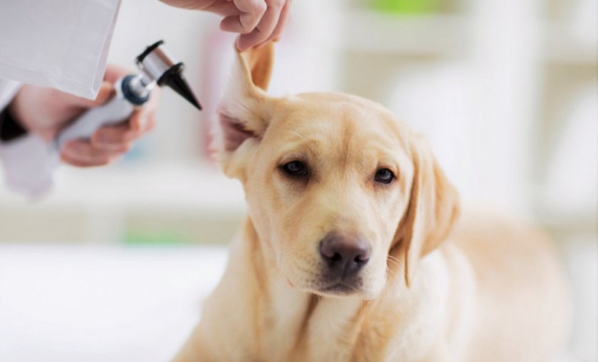 Осмотр ушей собаки ветеринаром
