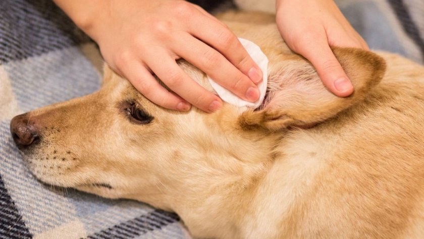 Профилактика заболевания