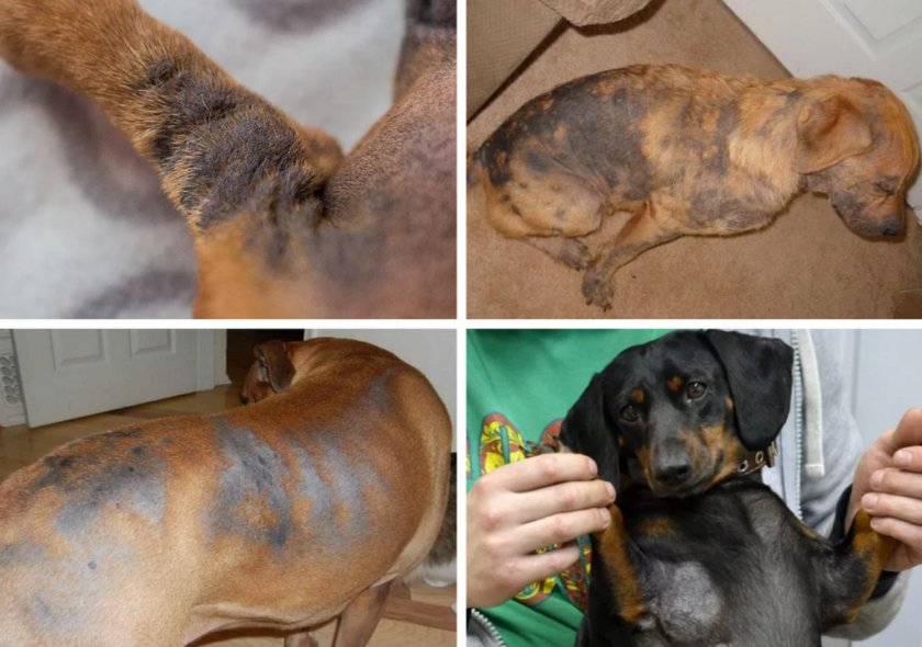 черный акантоз у собак лечение фото симптомы | Дзен
