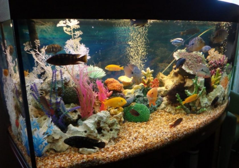 аквариум