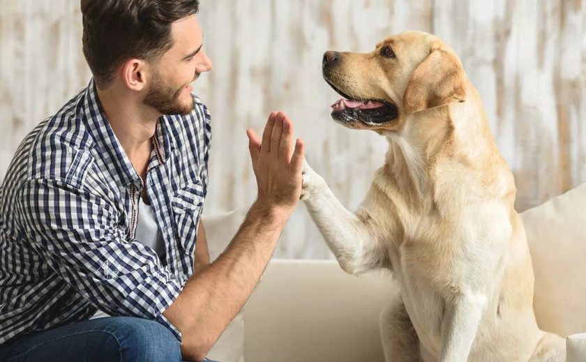 Собака и человек