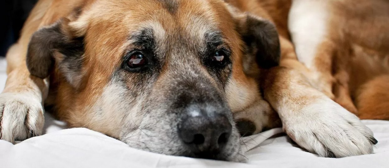Власоеды у собак симптомы и лечение фото