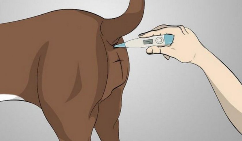 Измерение температуры собаке Измерение температуры собаке