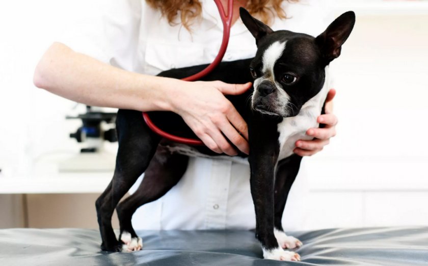 Нервная чумка у собаки Нервная чумка у собаки