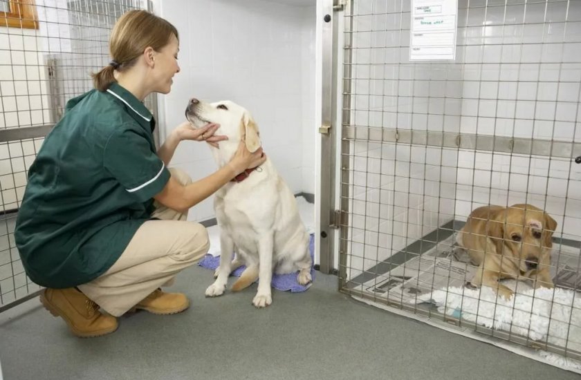Госпитализация собаки