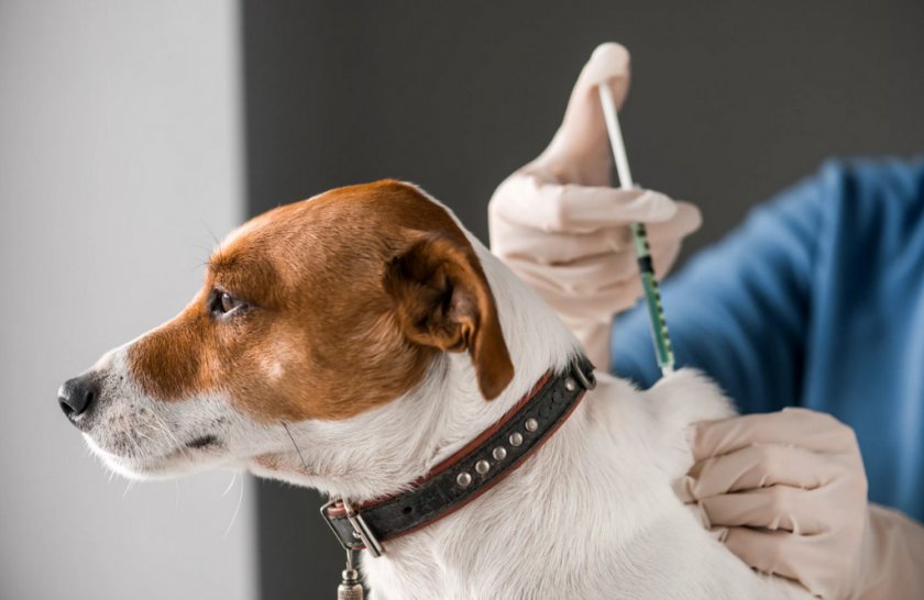 Вакцинация собаки Вакцинация собаки