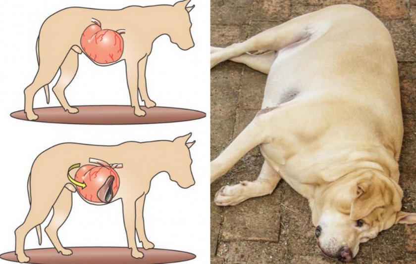 Заворот кишок у собаки